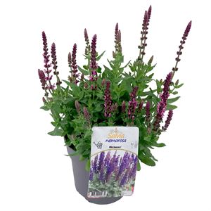 Bild von VP Salvia Nemerosa P19 Bright Rose